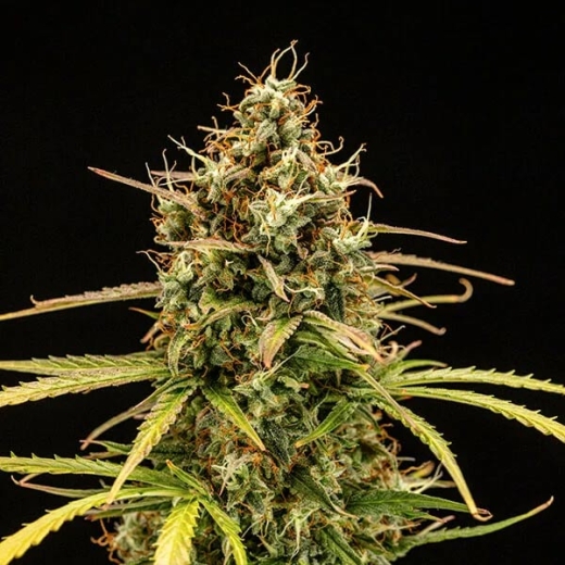 Milky Way F1 Auto (Autoflower)
